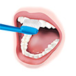 Brushing Top Front Teeth